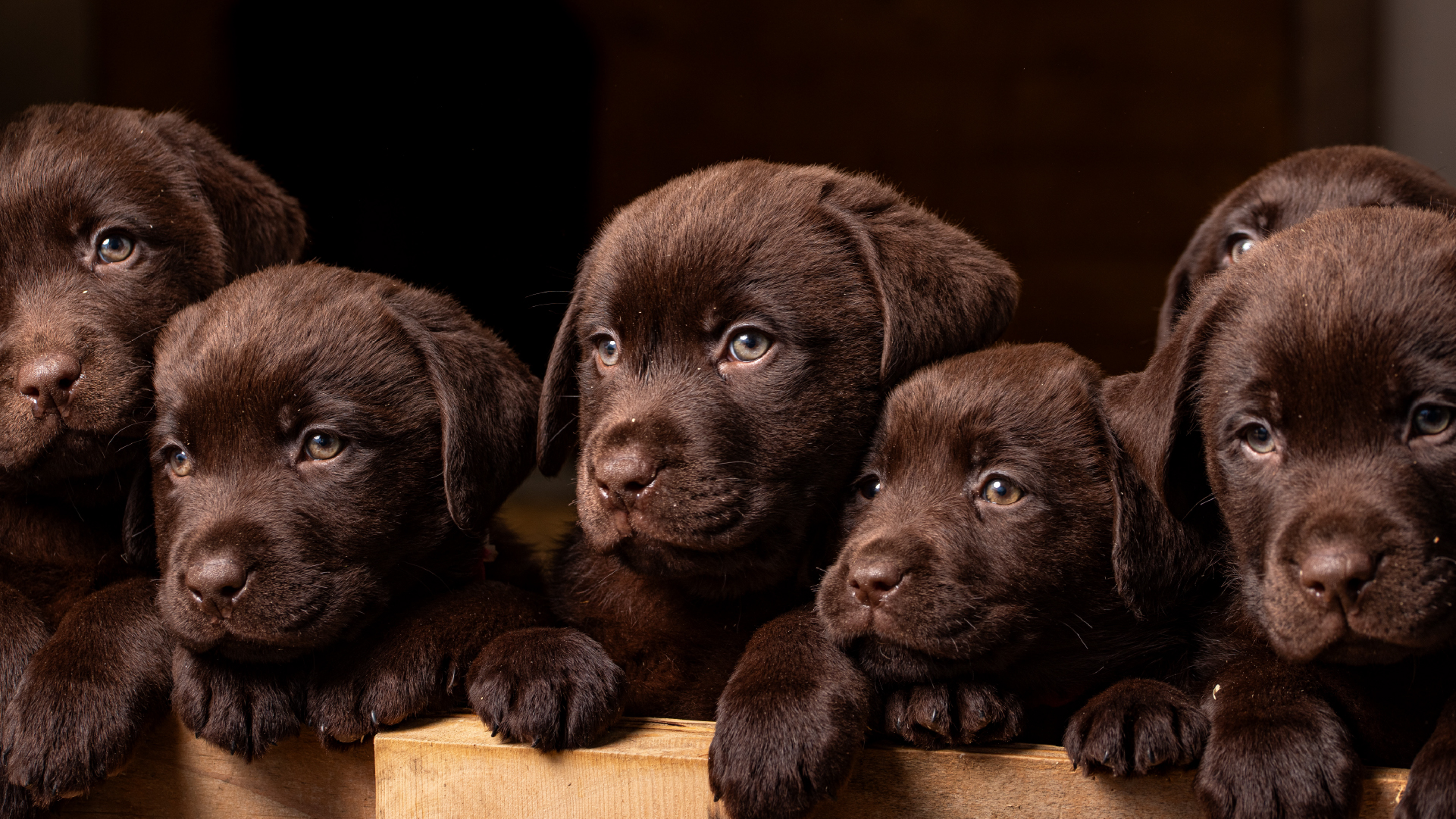 Cuccioli copia 2