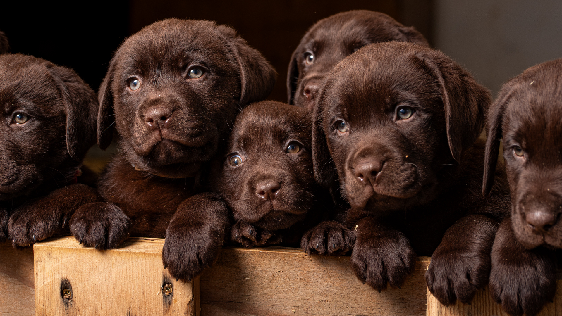 Cuccioli copia 3