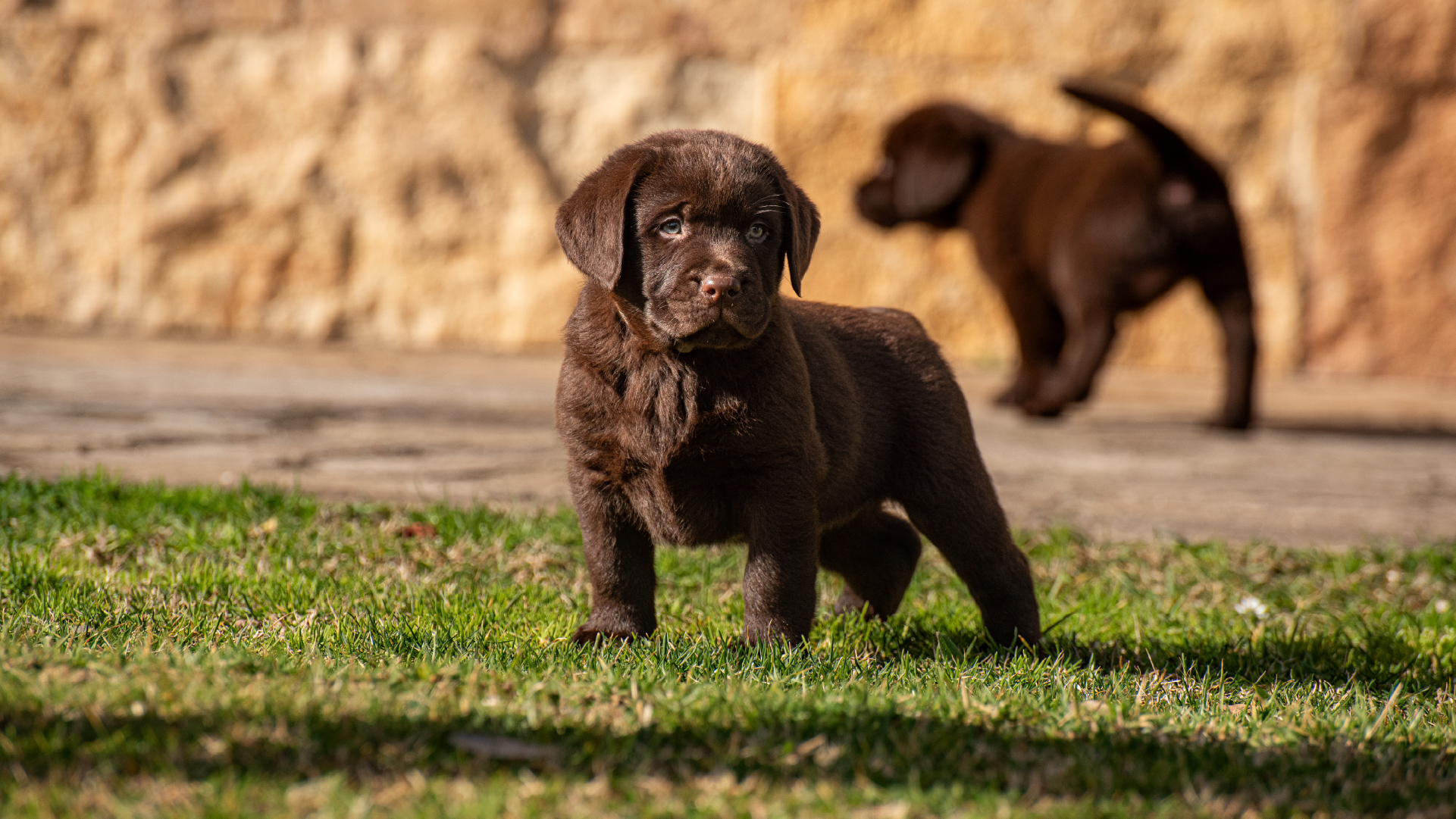 Cuccioli copia 4