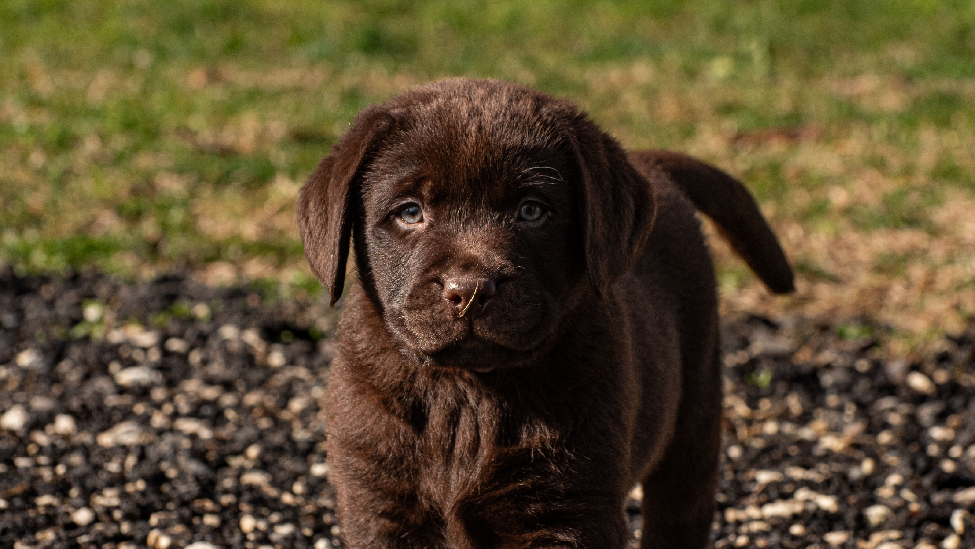 Cuccioli copia 6