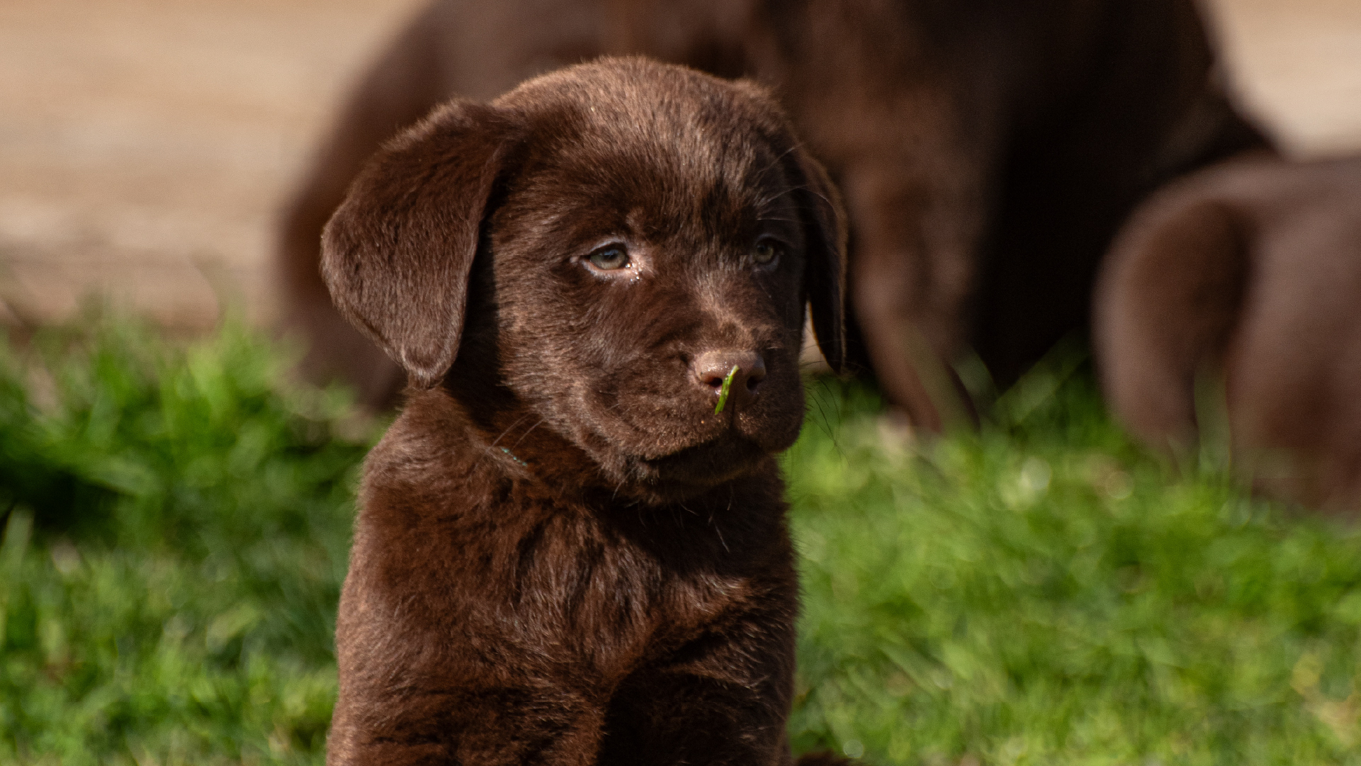 Cuccioli copia 8