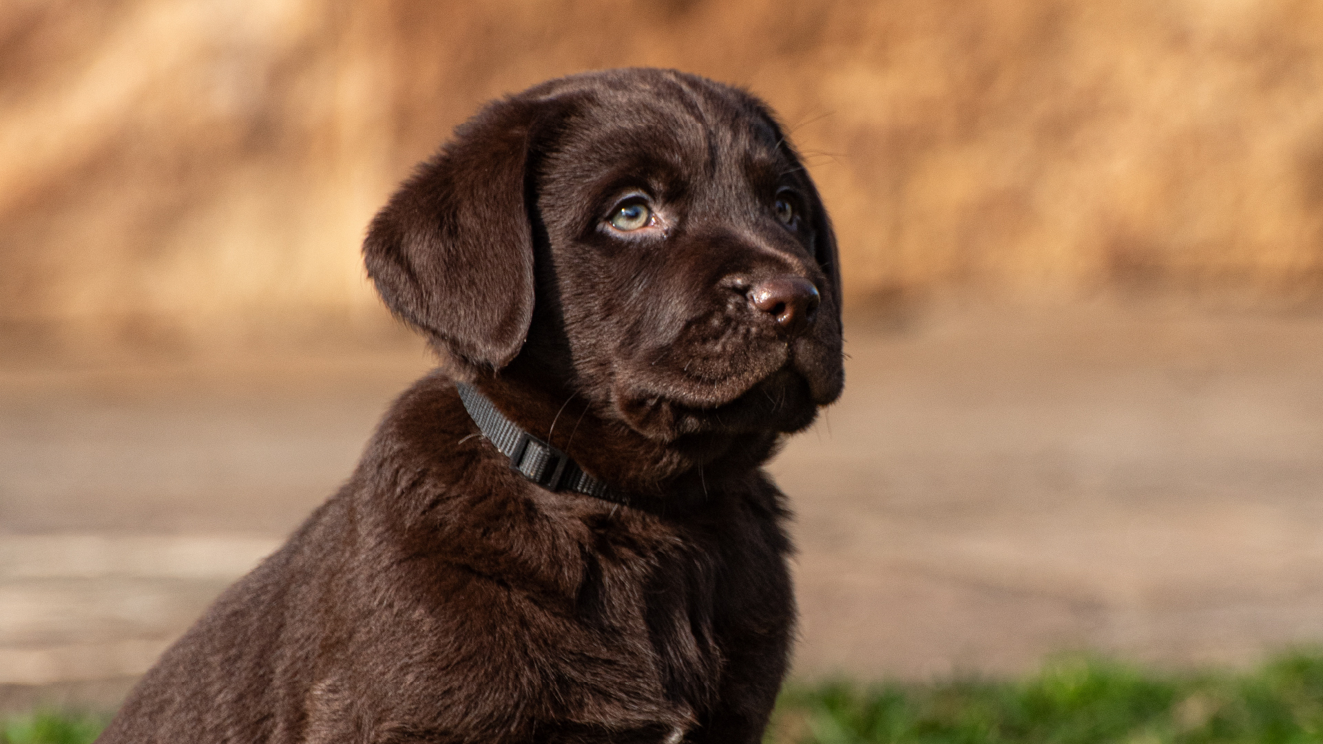 Cuccioli copia 9
