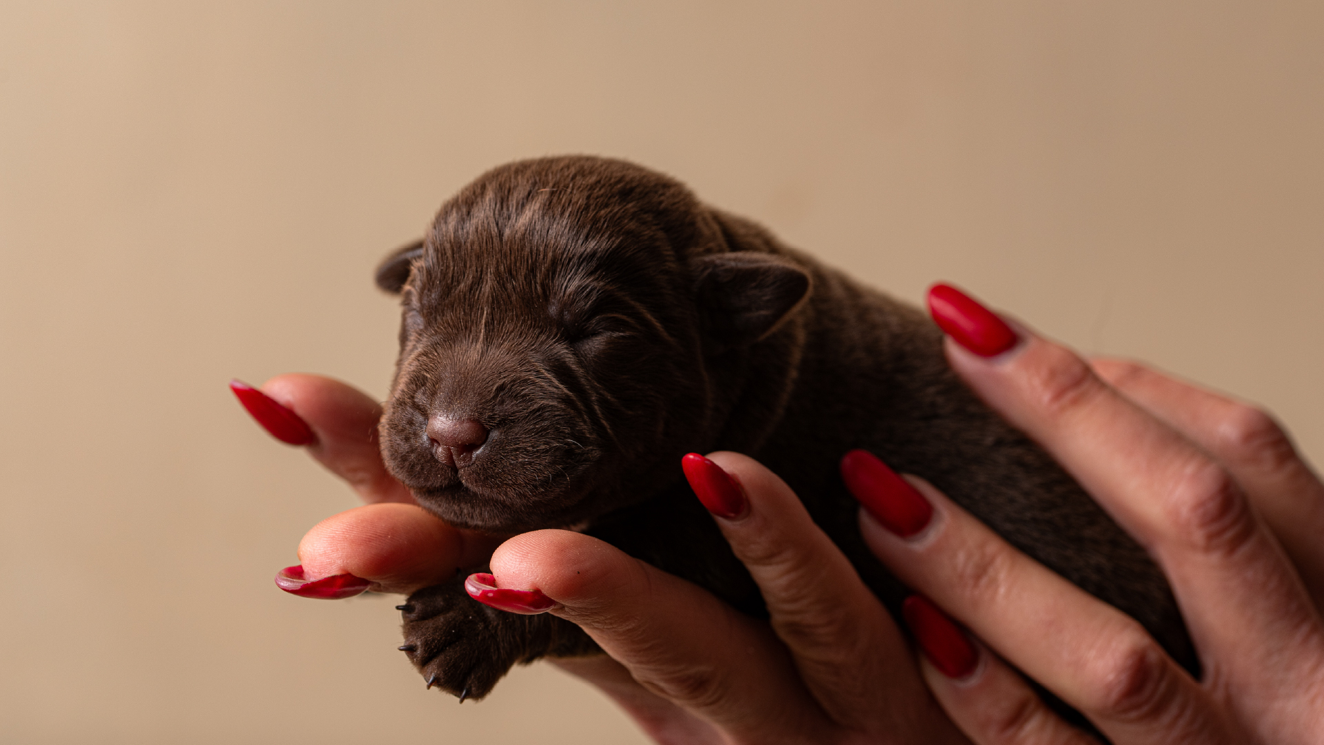 Cuccioli copia